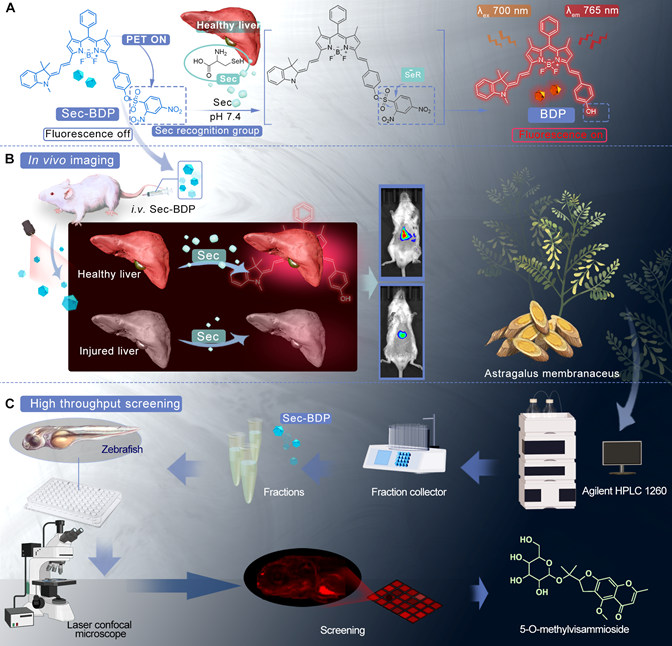 Selenocysteine-Activatable Near-Infrared Fluorescent Probe for Screening of Anti-inflammatory Components in Herbs 原文图