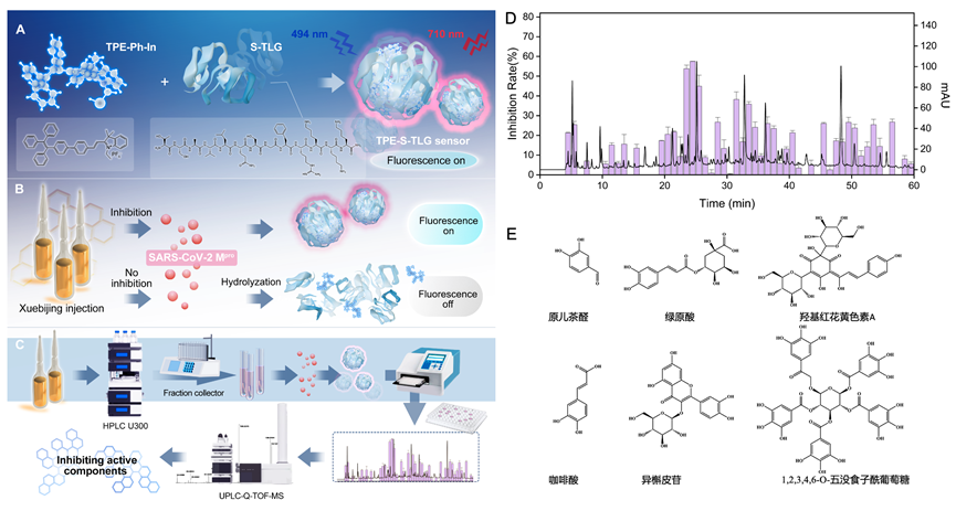 A SARS-CoV-2 Mpro Fluorescent Sensor for Exploring Pharmacodynamic Substances from Traditional Chinese Medicine 原文图