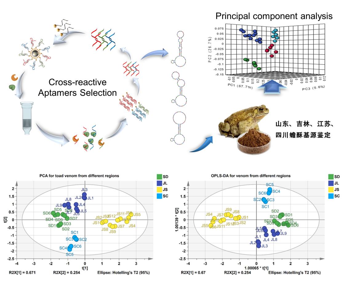 Generation of cross-reactive DNA aptamers to construct the fluorescent sensing array for identifying the origin of Toad Venom 原文图